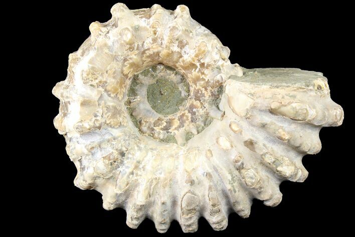 Bumpy Douvilleiceras Ammonite - Madagascar #79138